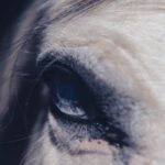 Horse_eye_1