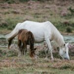 horse_coast