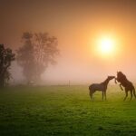 horses-5619646_1280