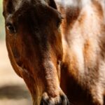 pexels-roman-odintsov-11760242