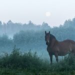 wlodzimierz-jaworski-3XkrMd66QU0-unsplash (1)