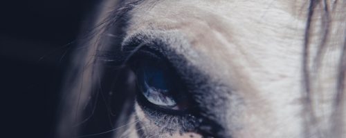 Horse_eye_1